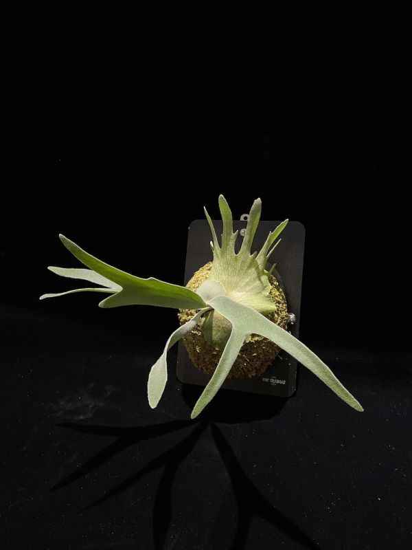 P. veitchii "Auburn River " Sporeling  奧本河銀鹿鹿角蕨孢子苗 