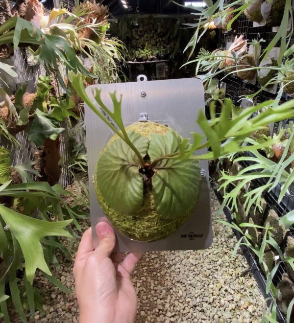 P. ridleyi sporeling 客製化下單 