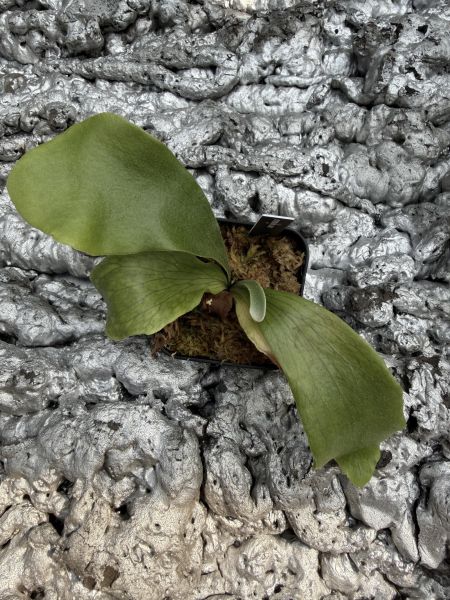 P. hillii Rimklong sporeling 