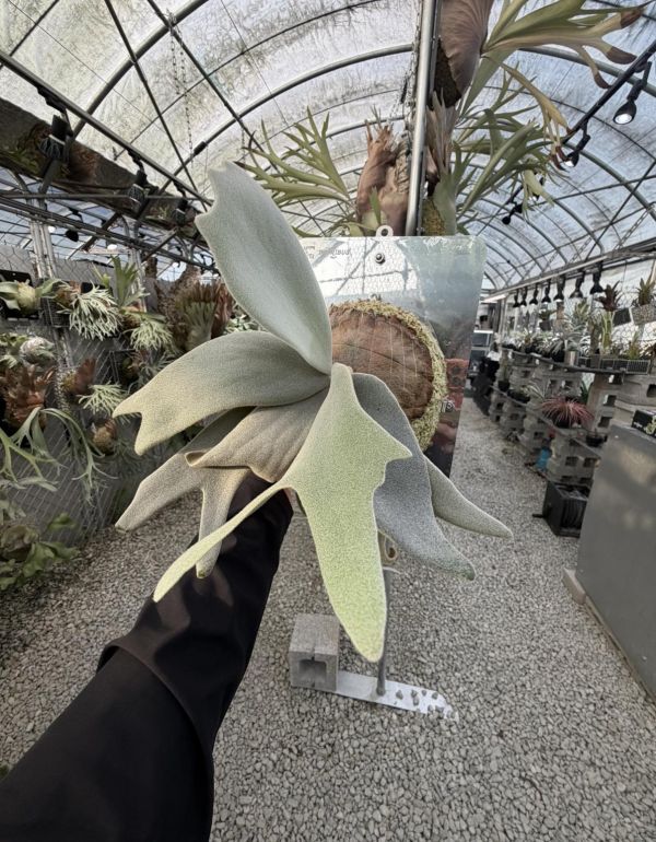 P. willinckii "Copper Will Sporeling" 