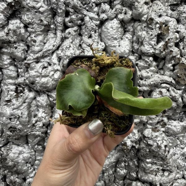 P. hillii Rimklong sporeling 