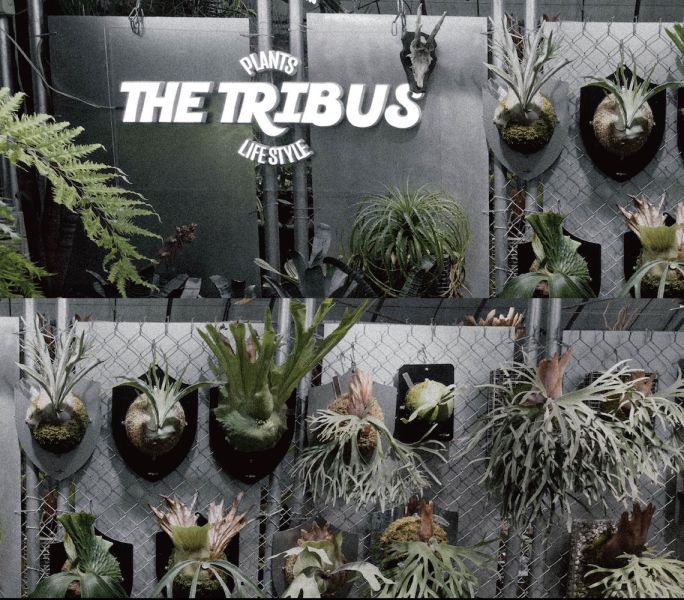 鹿角蕨上板體驗工作坊 