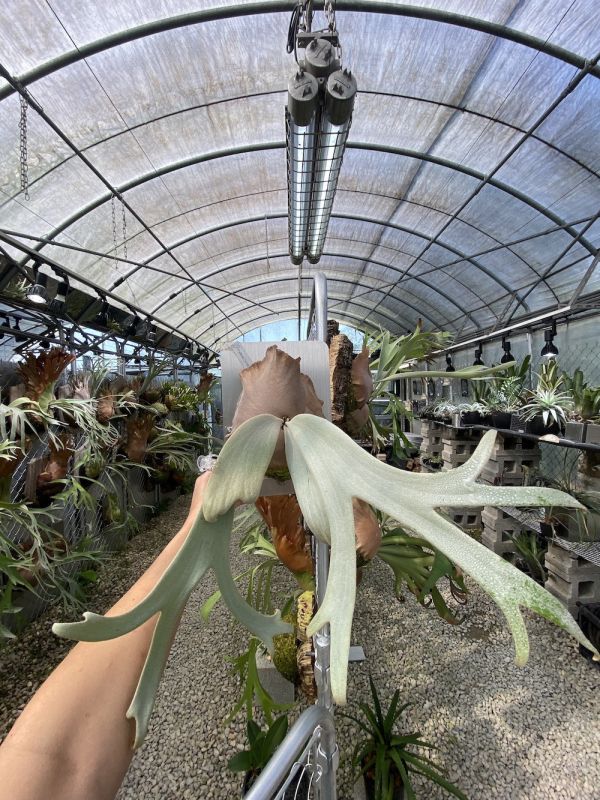 P. willinckii “White Swan" 