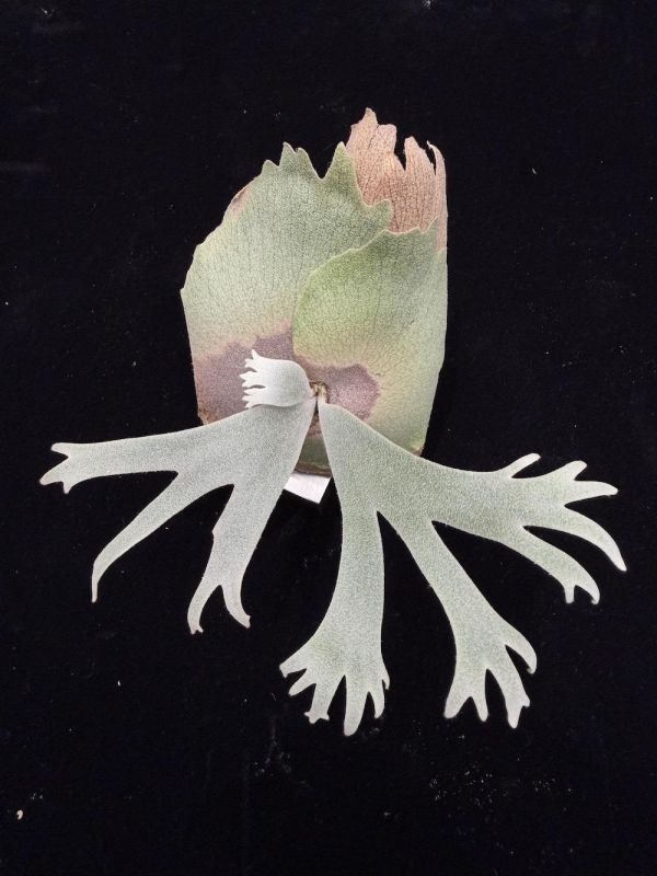 P. willinckii dwarf  " Murtlap " 