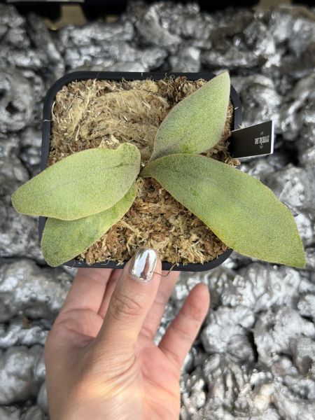 P.willinckii "Zero" 零 