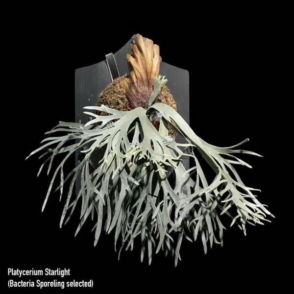 P. willinckii " Bateria " sporeling