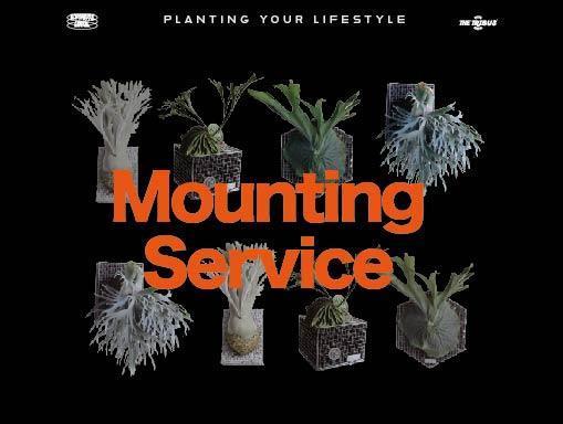 圓葉亞洲猴腦鹿角蕨 