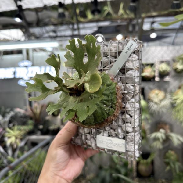 P. ridleyi silvery dwarf 