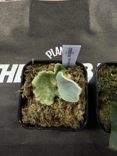 銀華,奧本河銀鹿鹿角蕨 混播苗 