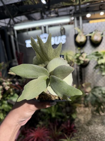 P.willinckii "Zero" 零 