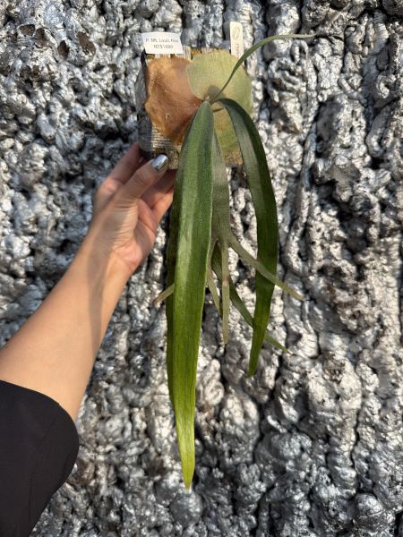 P. Mt. Lewis thin 細葉貓路易 