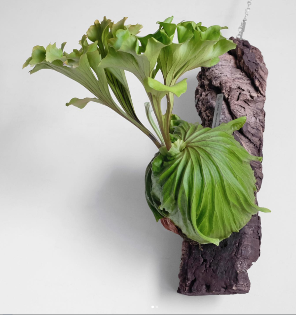 圓葉亞洲猴腦鹿角蕨 