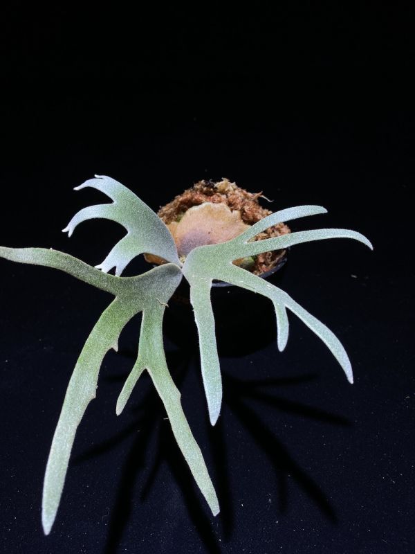 P. willinckii " Bateria " sporeling 