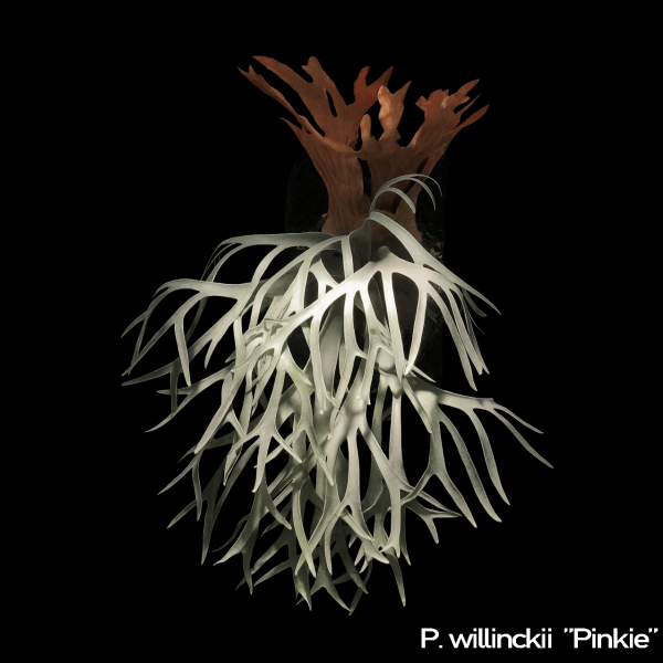 P. willinckii Pinkie Sporeling