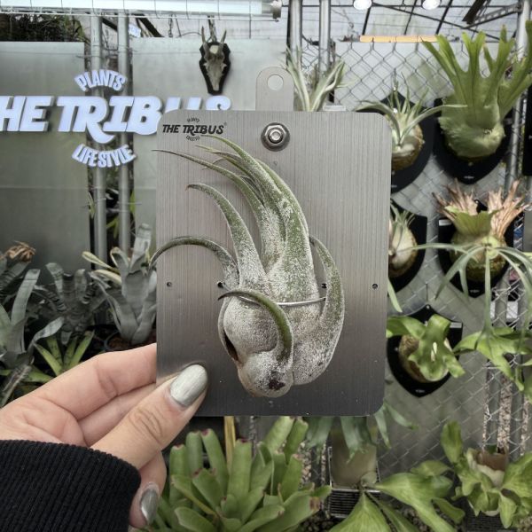 Mini CyberBoard x犀牛角空氣鳳梨 