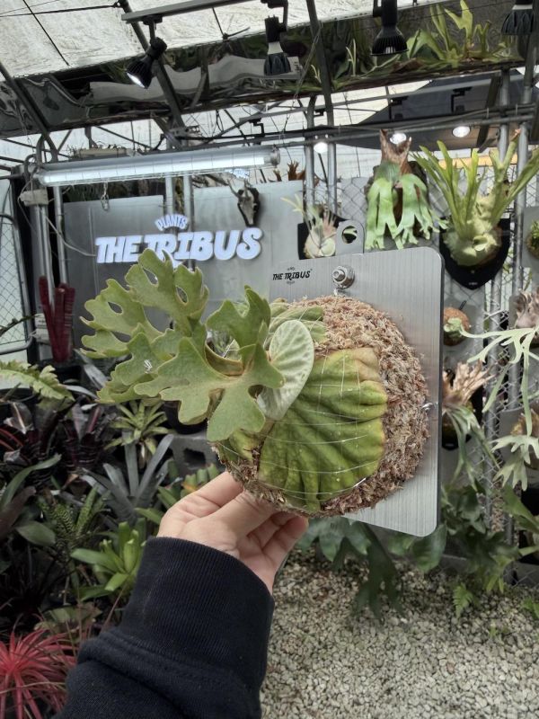 P. ridleyi silvery dwarf 