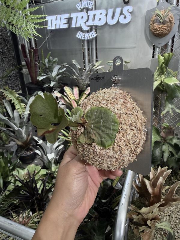 P. ridleyi silvery dwarf 