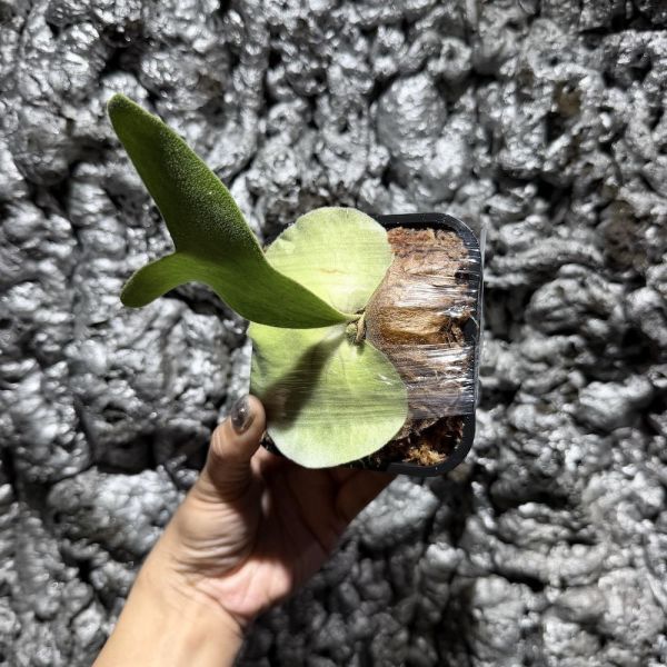 P. andinum x quadridichotomum 