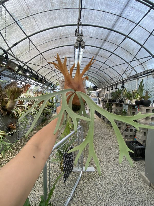 P. willinckii Foythong Sporeling 