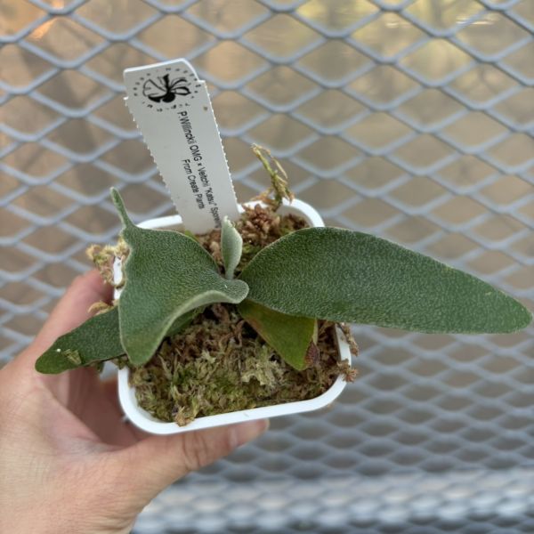 P .OMG x P. veitchii katsu 