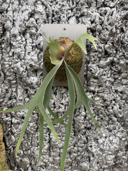 P. willinckii Foythong sporeling 