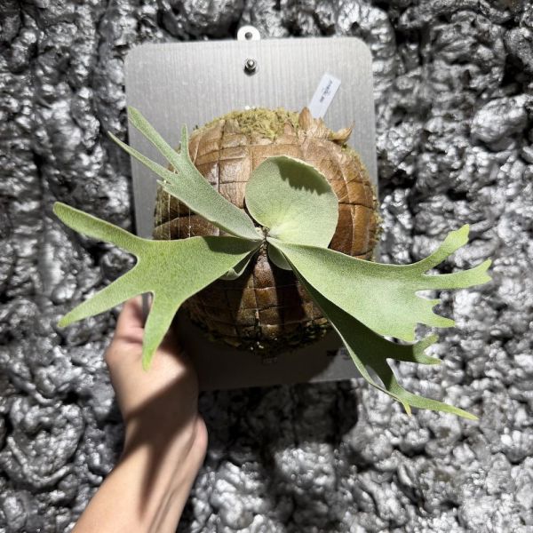 P. willinckii “Manta Wing” 曼塔之翼 