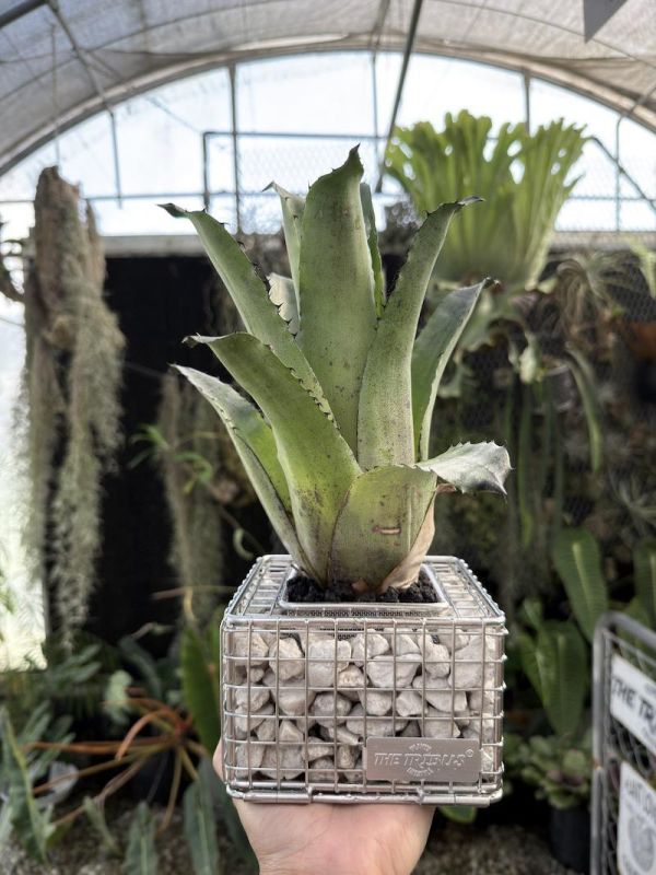 Hohenbergia leopoldo horstii "dark clone" 球花積水鳳梨 