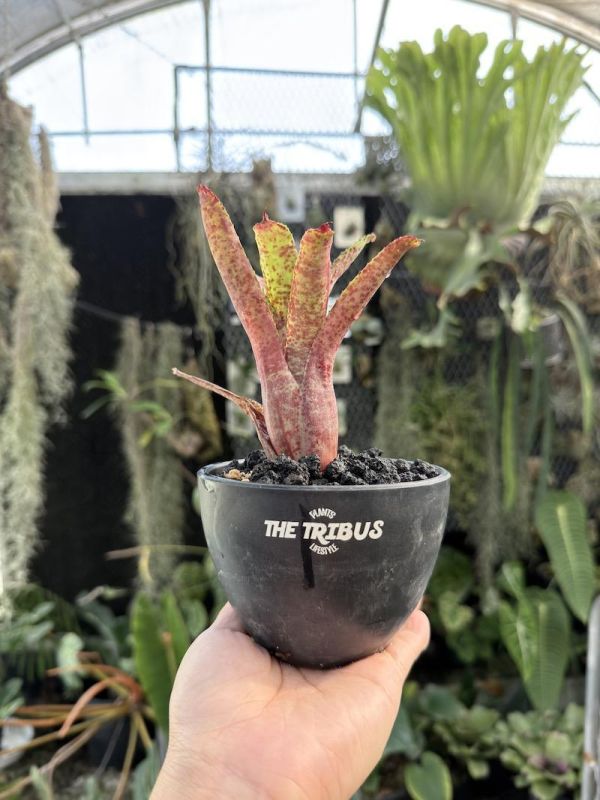 Neoregelia "Pepper" 