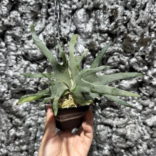 P. willinckii " JadeGirl " 