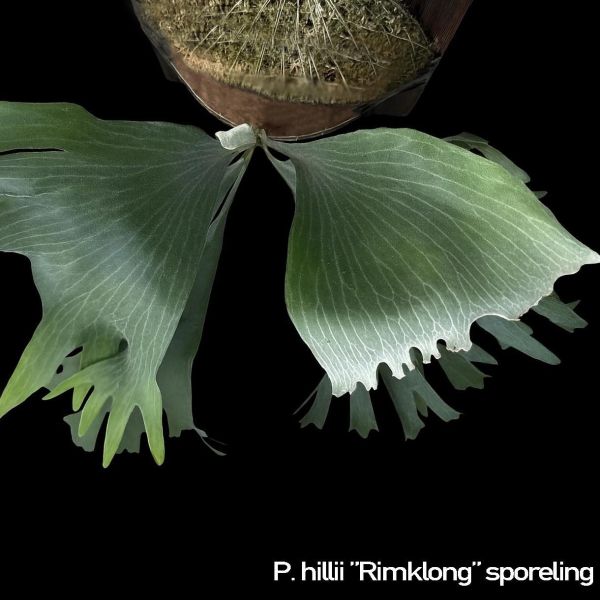 P. hillii Rimklong sporeling 