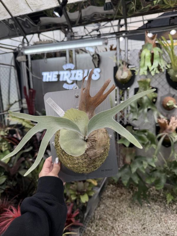 P. Mogor x P. veitchii AR 