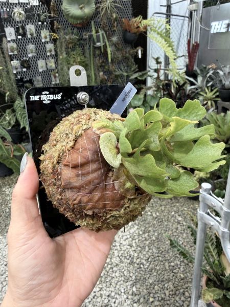 P. ridleyi silvery dwarf 