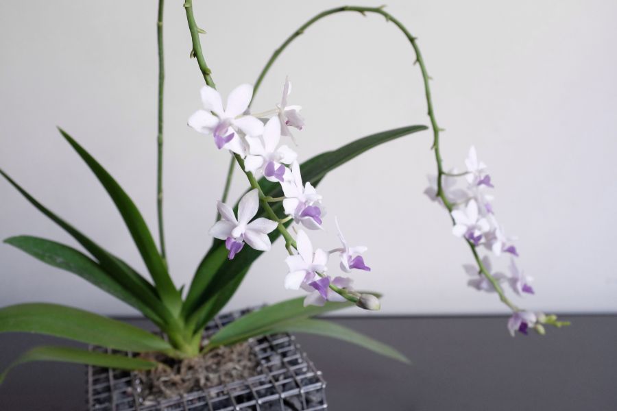 Phalaenopsis Tzu Chiang Sapphire 紫式部 
