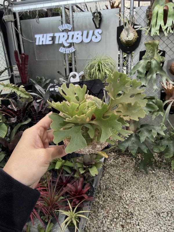 P. ridleyi silvery dwarf 
