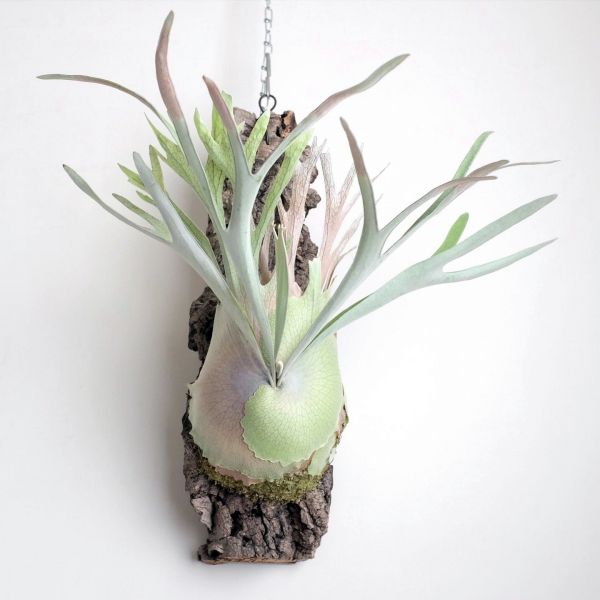 Platycerium veitchii 細葉銀鹿鹿角蕨 