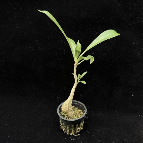 Myrmecodia spp. from Thailand 