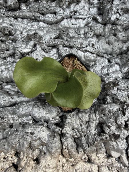 P. hillii Rimklong sporeling 