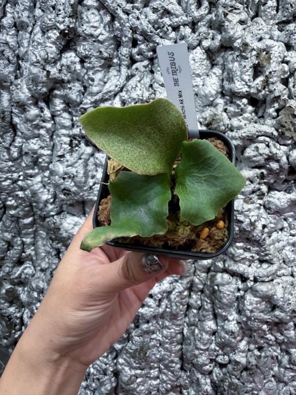 銀華,奧本河銀鹿鹿角蕨 混播苗 