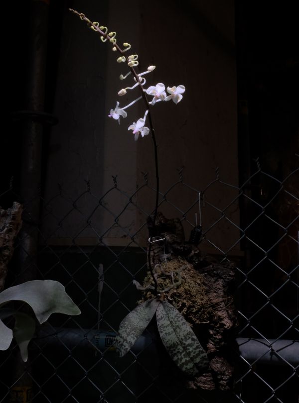 Phalaenopsis celebensis 西里貝斯蝴蝶蘭 