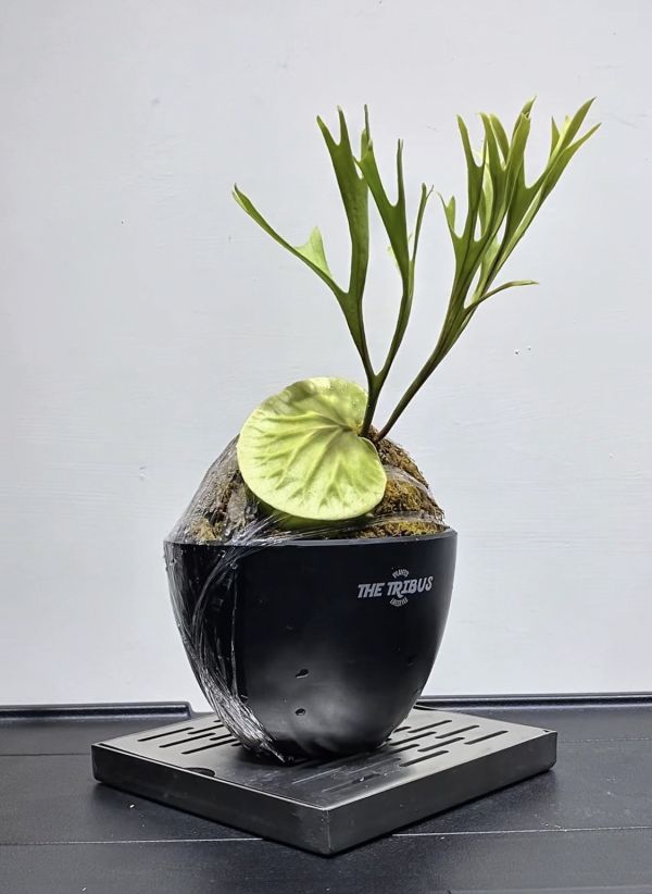 P. ridleyi Pakarang Sporeling 