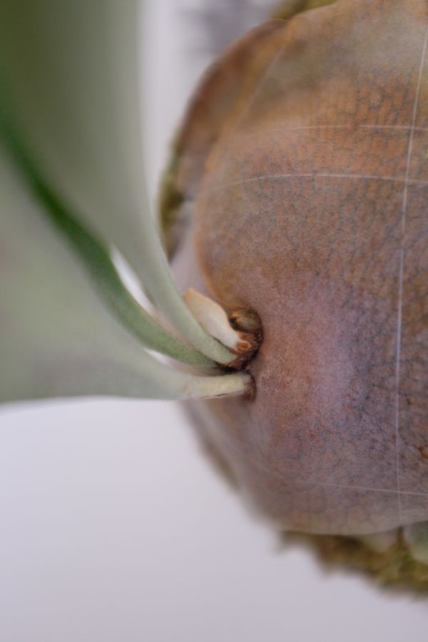 Platycerium. Mera Mera 