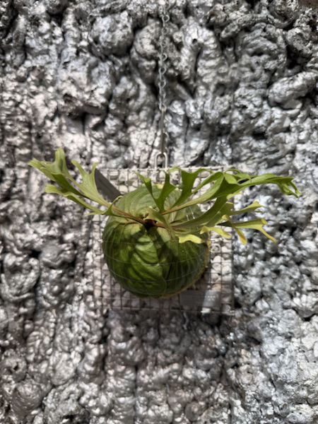 P. ridleyi Sporeling 