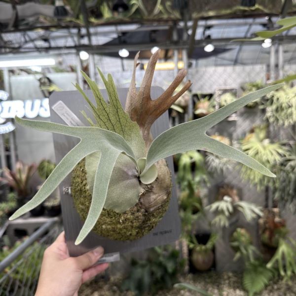 P. Mogor x P. veitchii AR 