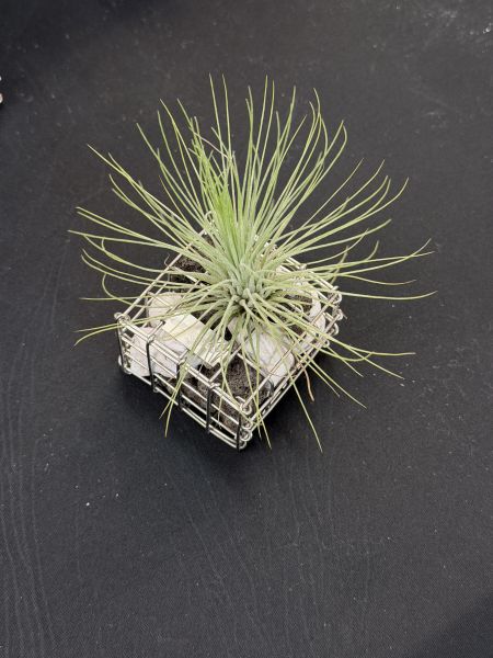 Tillandsia andreana 