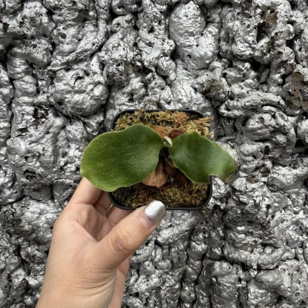 P. hillii Rimklong sporeling 