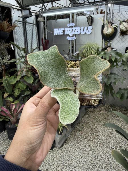 銀華鹿角蕨孢子苗 P. Ginka Sporeling 