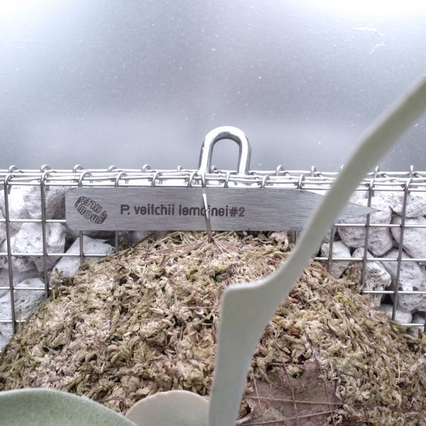 P. veitchii "Lemoinei" #2 