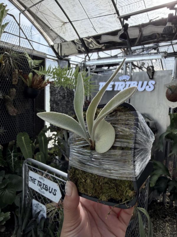 P. veitchii 