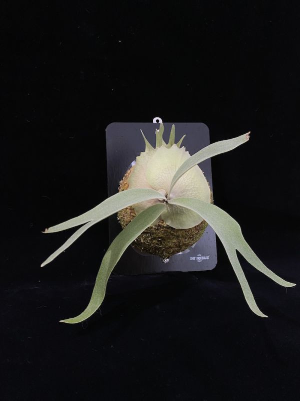 P. veitchii "Auburn River" x P. willinckii "Yellow Moon" 