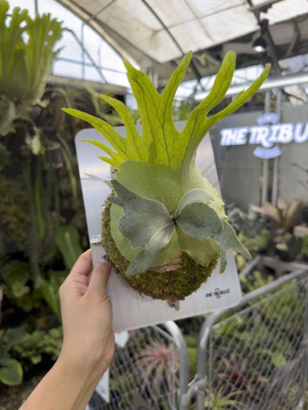 P. willinckii “Manta Wing” 曼塔之翼 